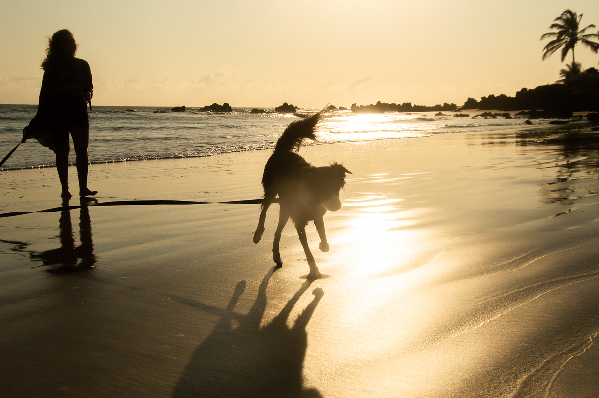 Ensaio pet na praia Natal/RN