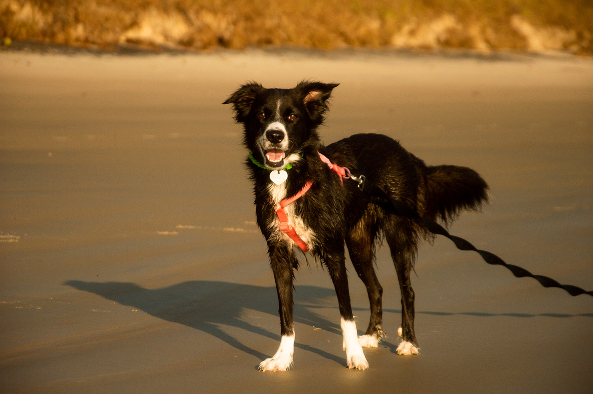 Ensaio pet na praia Natal/RN