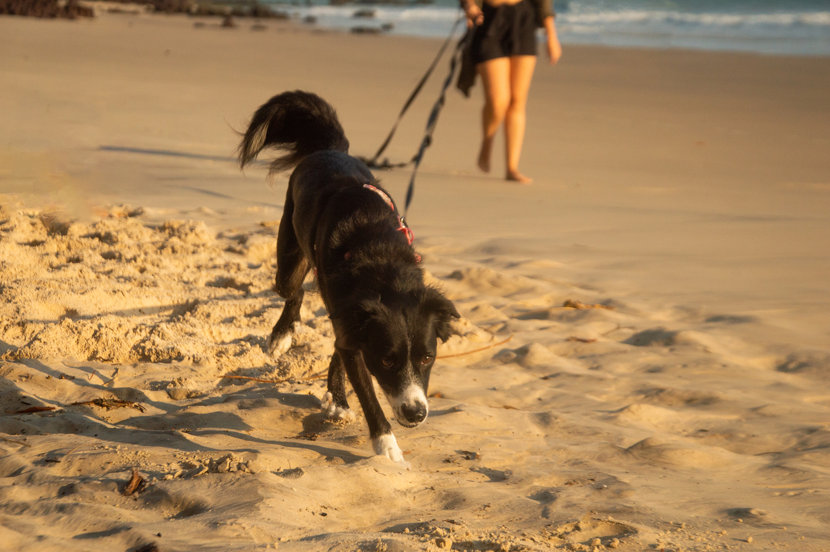 Ensaio pet na praia Natal/RN