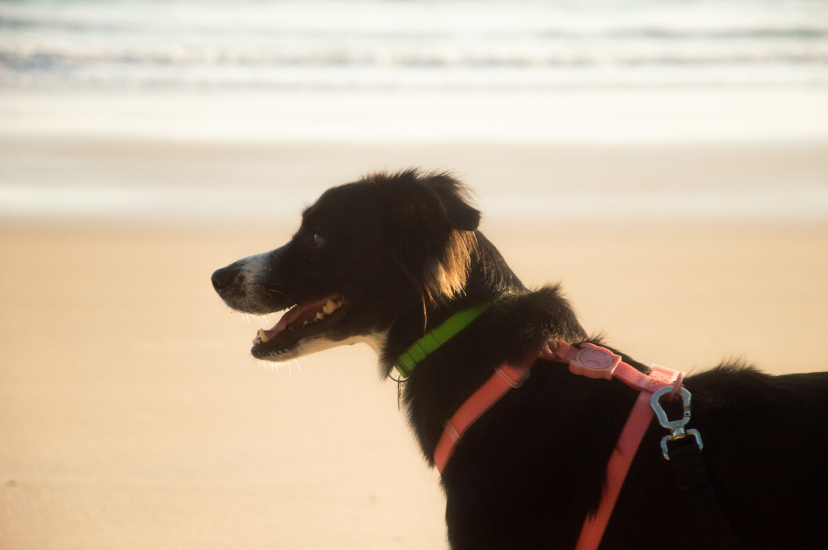 Ensaio pet na praia Natal/RN