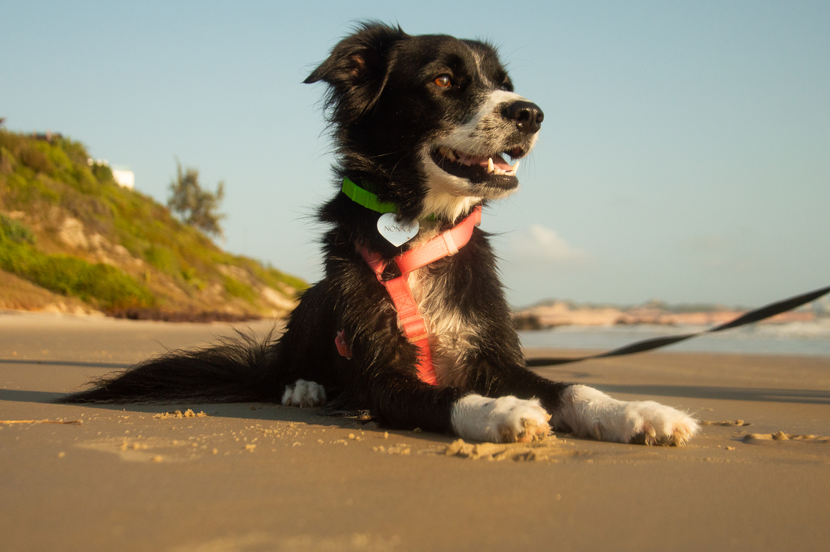 Ensaio pet na praia Natal/RN