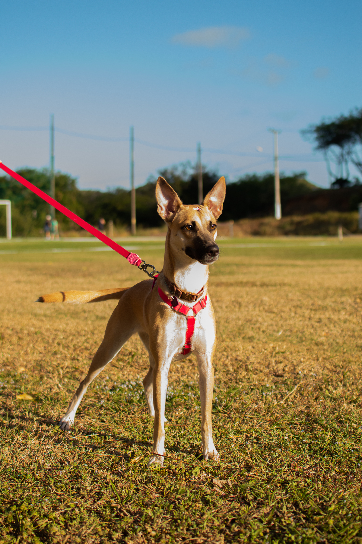 Ensaio Pet externo em Natal/RN