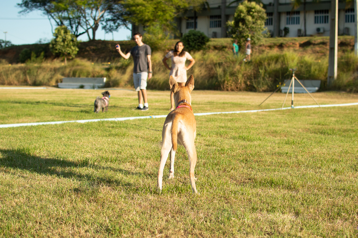 Ensaio Pet externo em Natal/RN