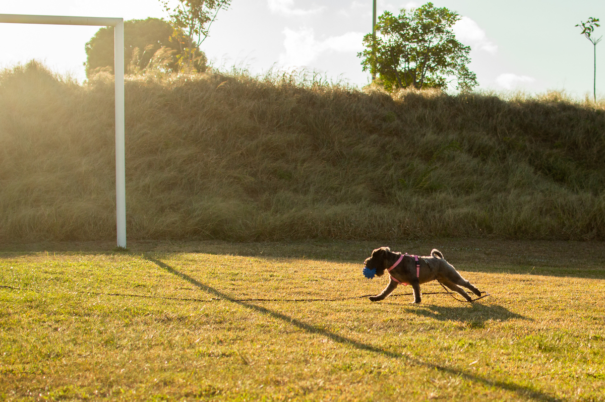 Ensaio Pet externo em Natal/RN