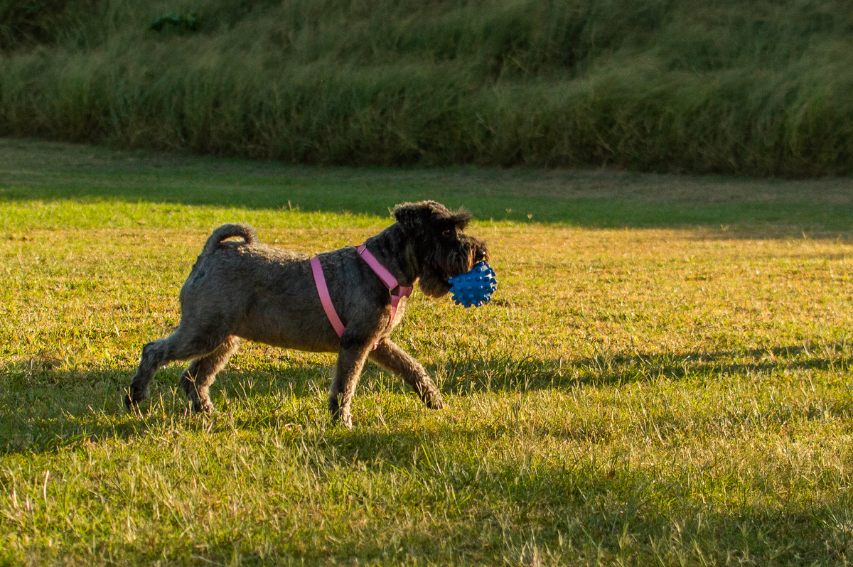 Ensaio Pet externo em Natal/RN