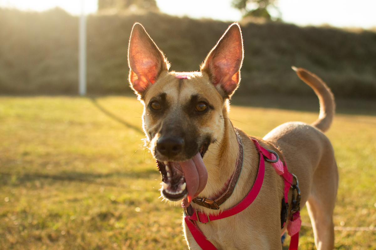 Ensaio Pet externo em Natal/RN