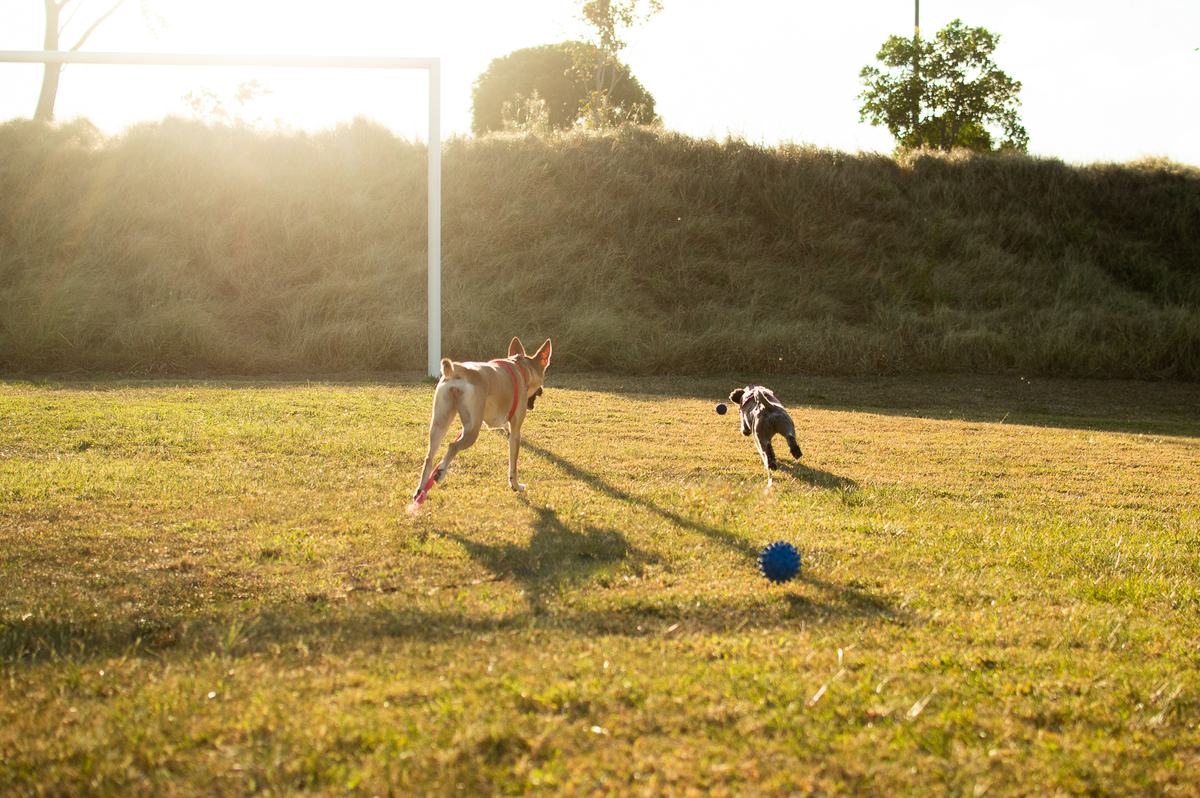 Ensaio Pet externo em Natal/RN