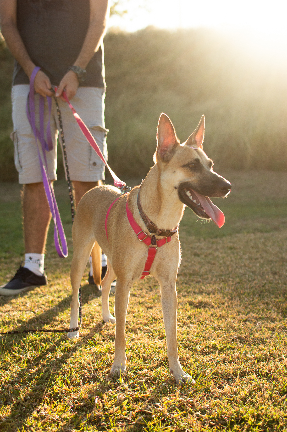 Ensaio Pet externo em Natal/RN