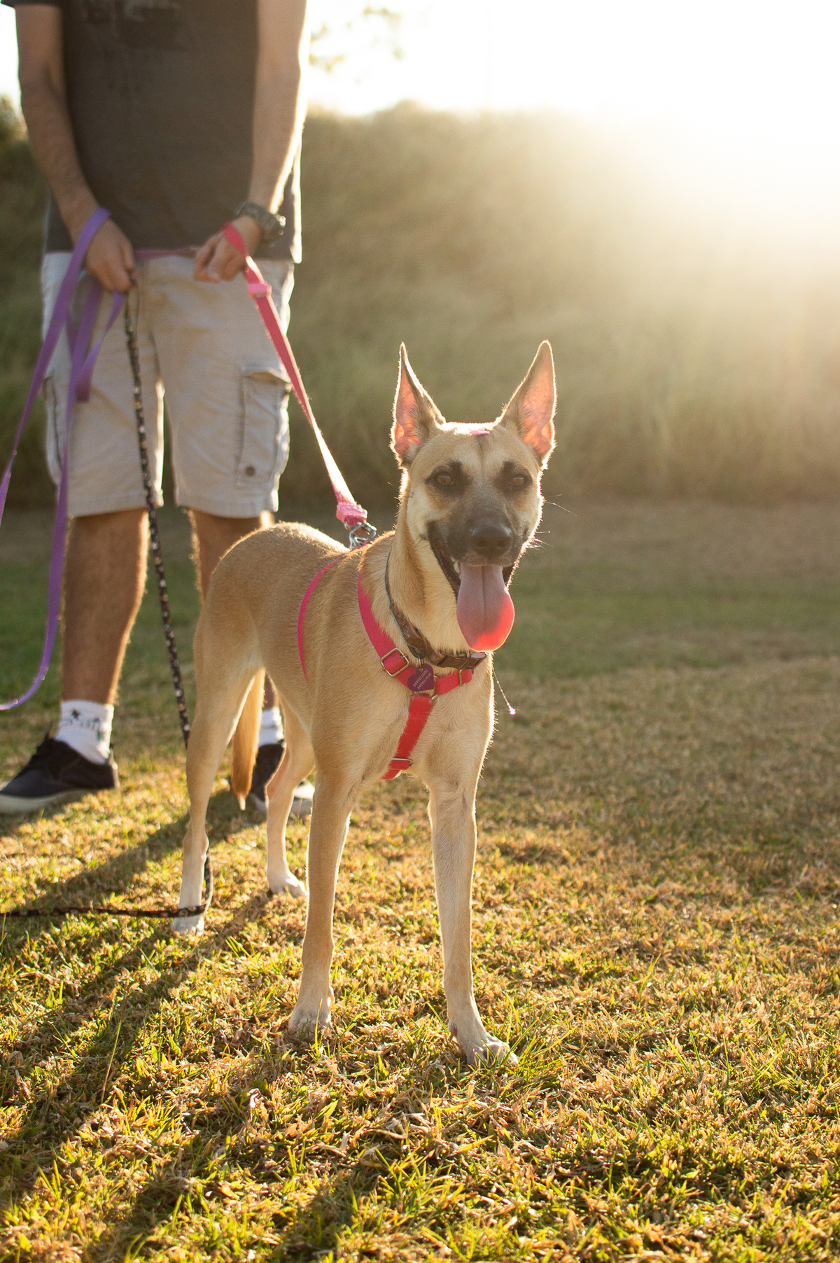 Ensaio Pet externo em Natal/RN