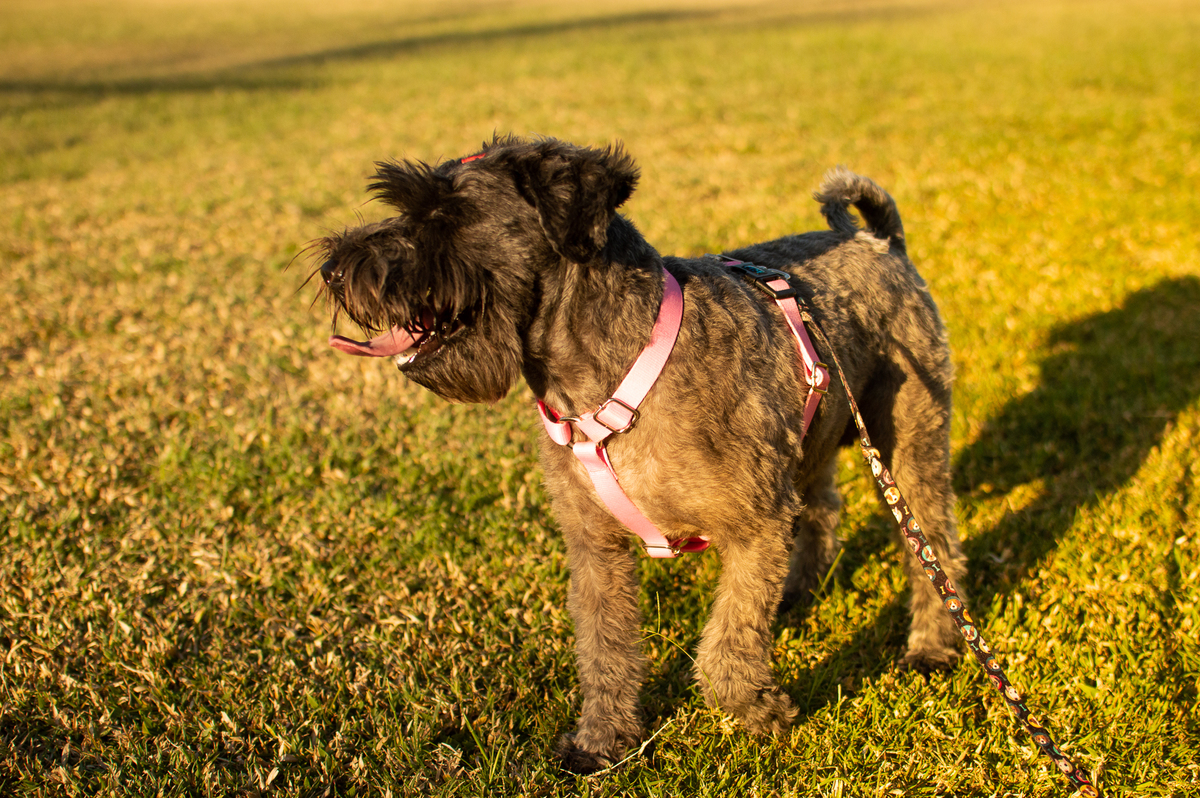 Ensaio Pet externo em Natal/RN
