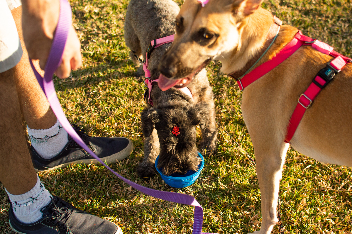 Ensaio Pet externo em Natal/RN