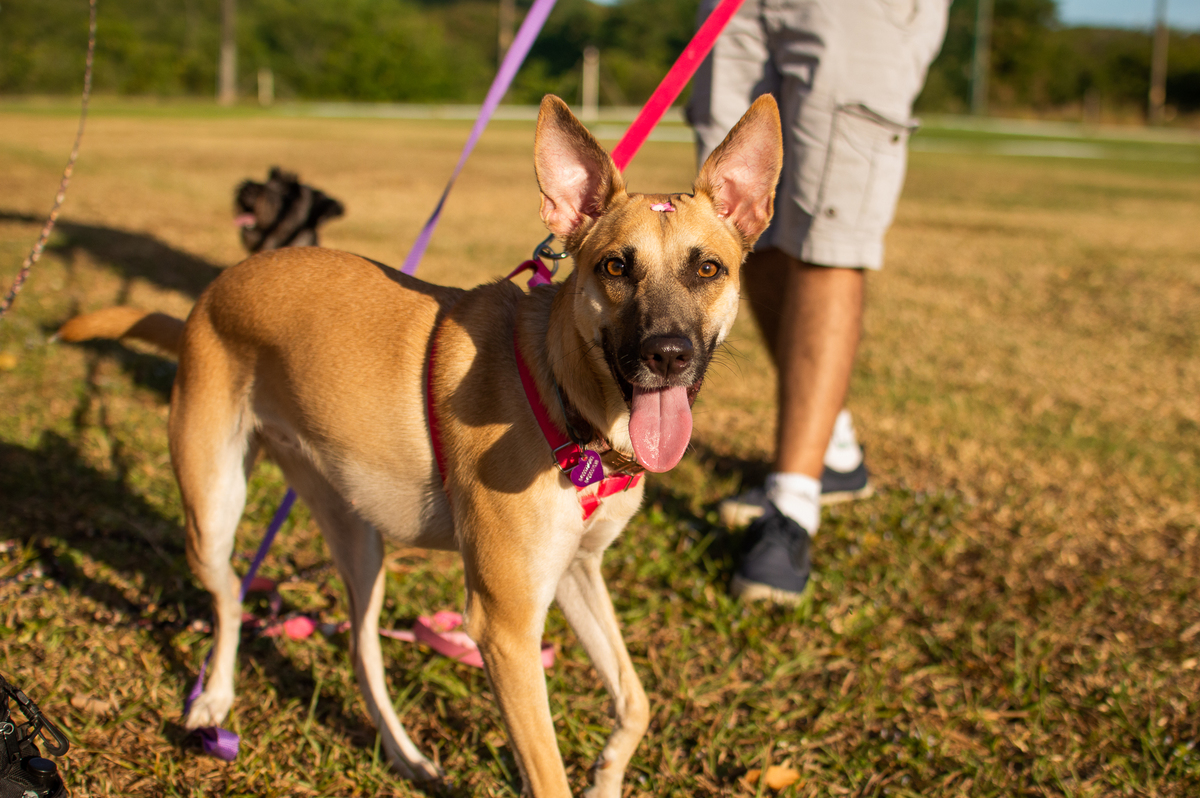 Ensaio Pet externo em Natal/RN