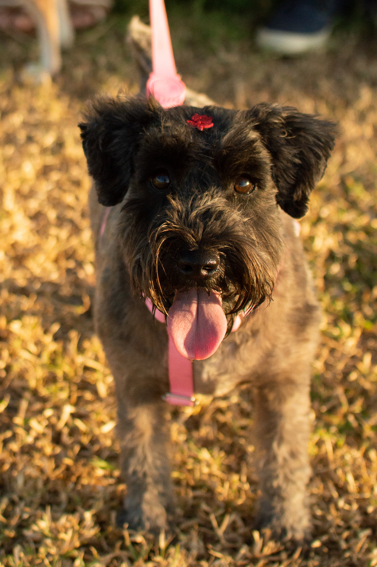 Ensaio Pet externo em Natal/RN