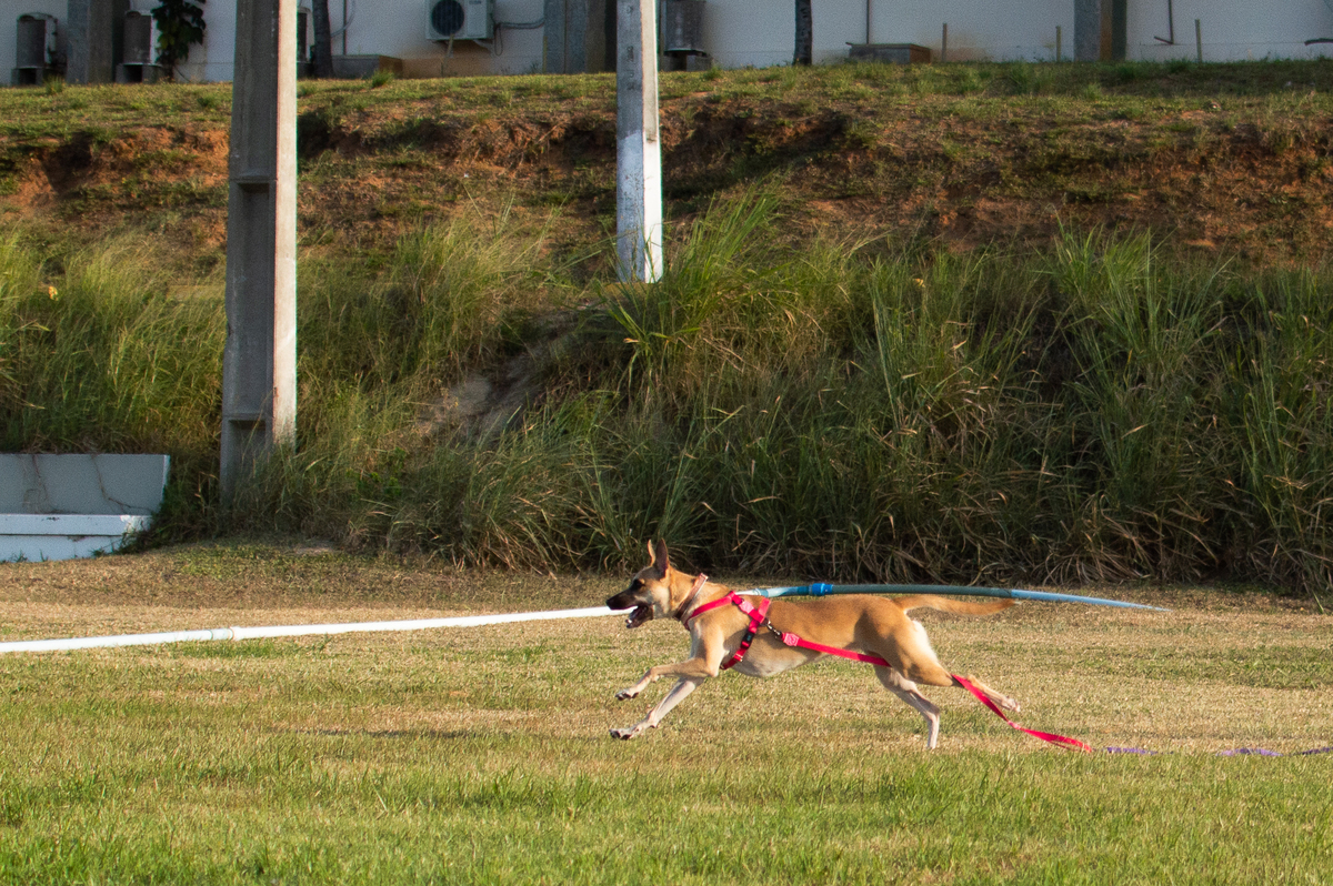 Ensaio Pet externo em Natal/RN