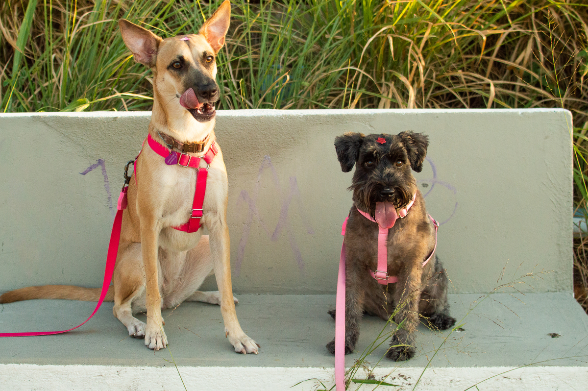 Ensaio Pet externo em Natal/RN