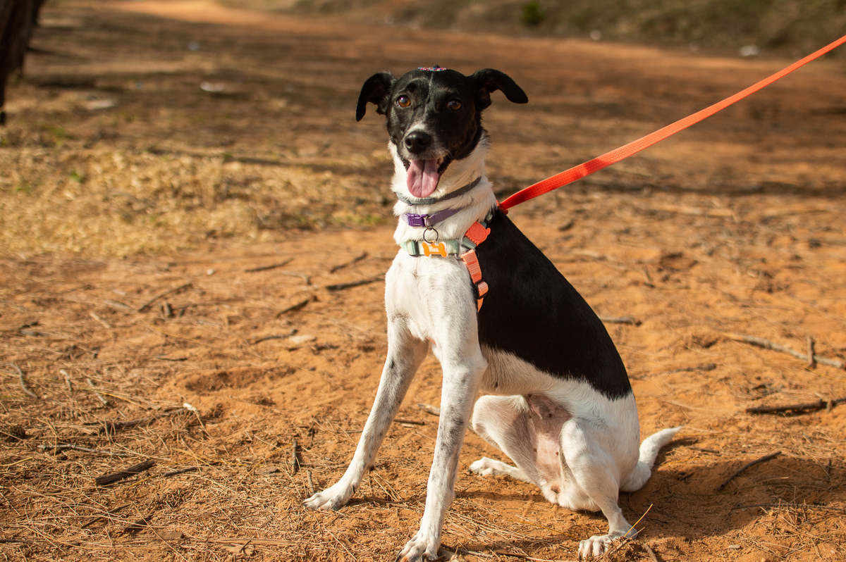 Ensaio Pet em Natal/RN