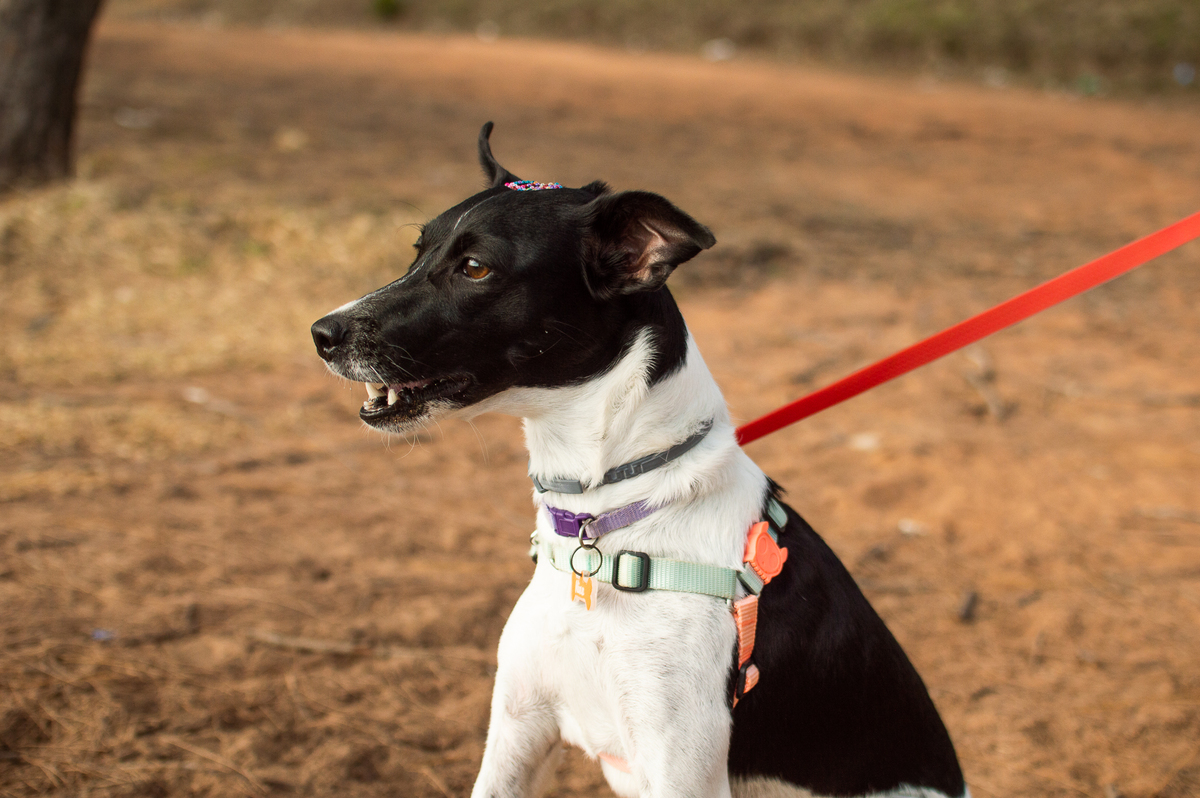 Ensaio Pet em Natal/RN