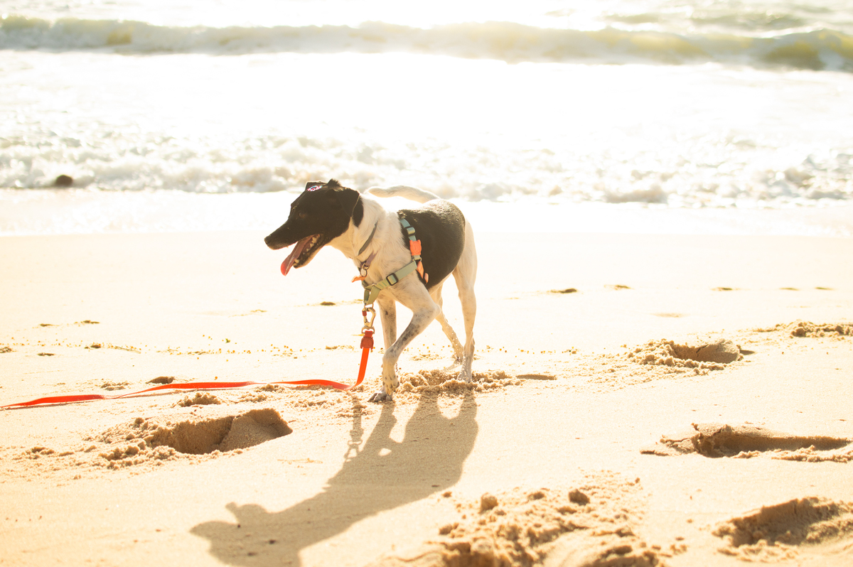 Ensaio Pet em Natal/RN