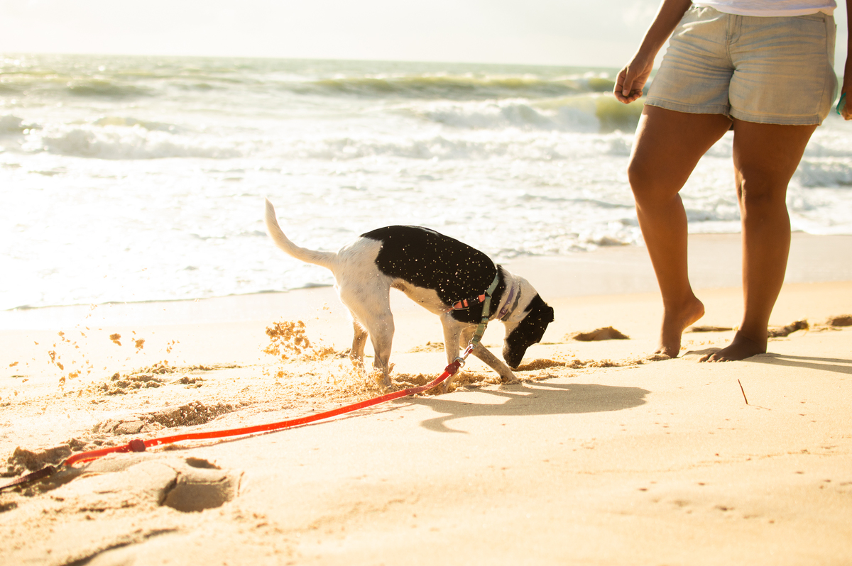Ensaio de família em Natal/RN, Ensaio Pet em Natal/RN
