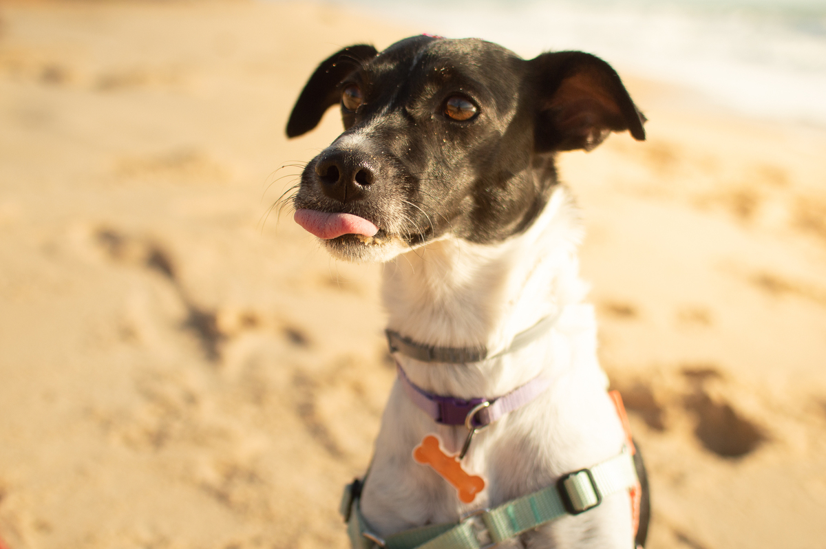 Ensaio Pet em Natal/RN