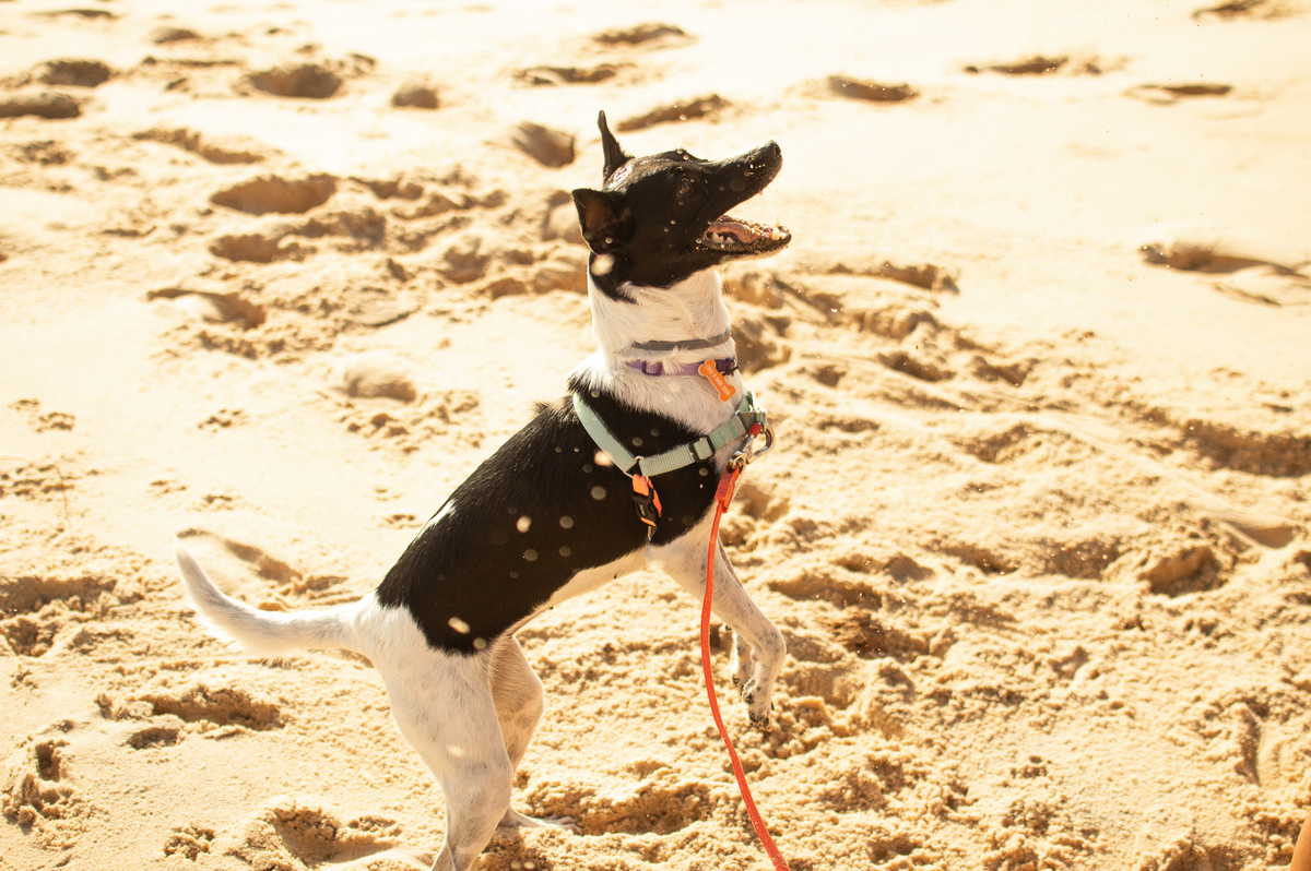 Ensaio Pet em Natal/RN