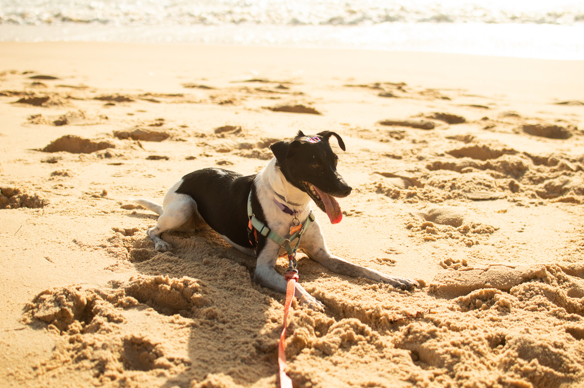 Ensaio Pet em Natal/RN