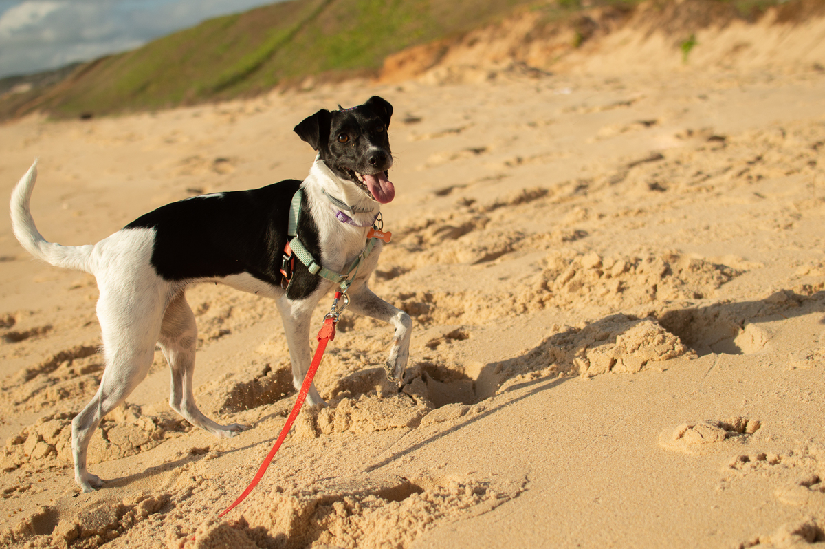 Ensaio Pet em Natal/RN