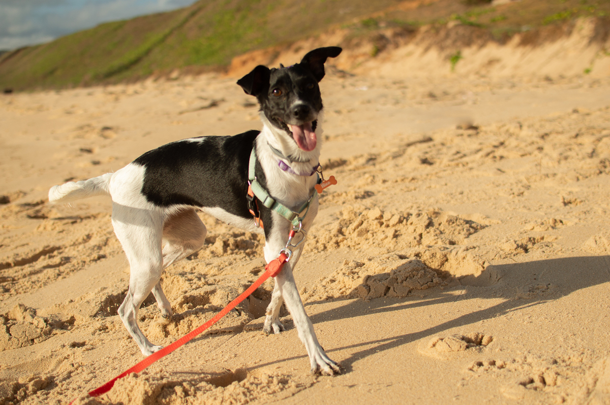 Ensaio Pet em Natal/RN