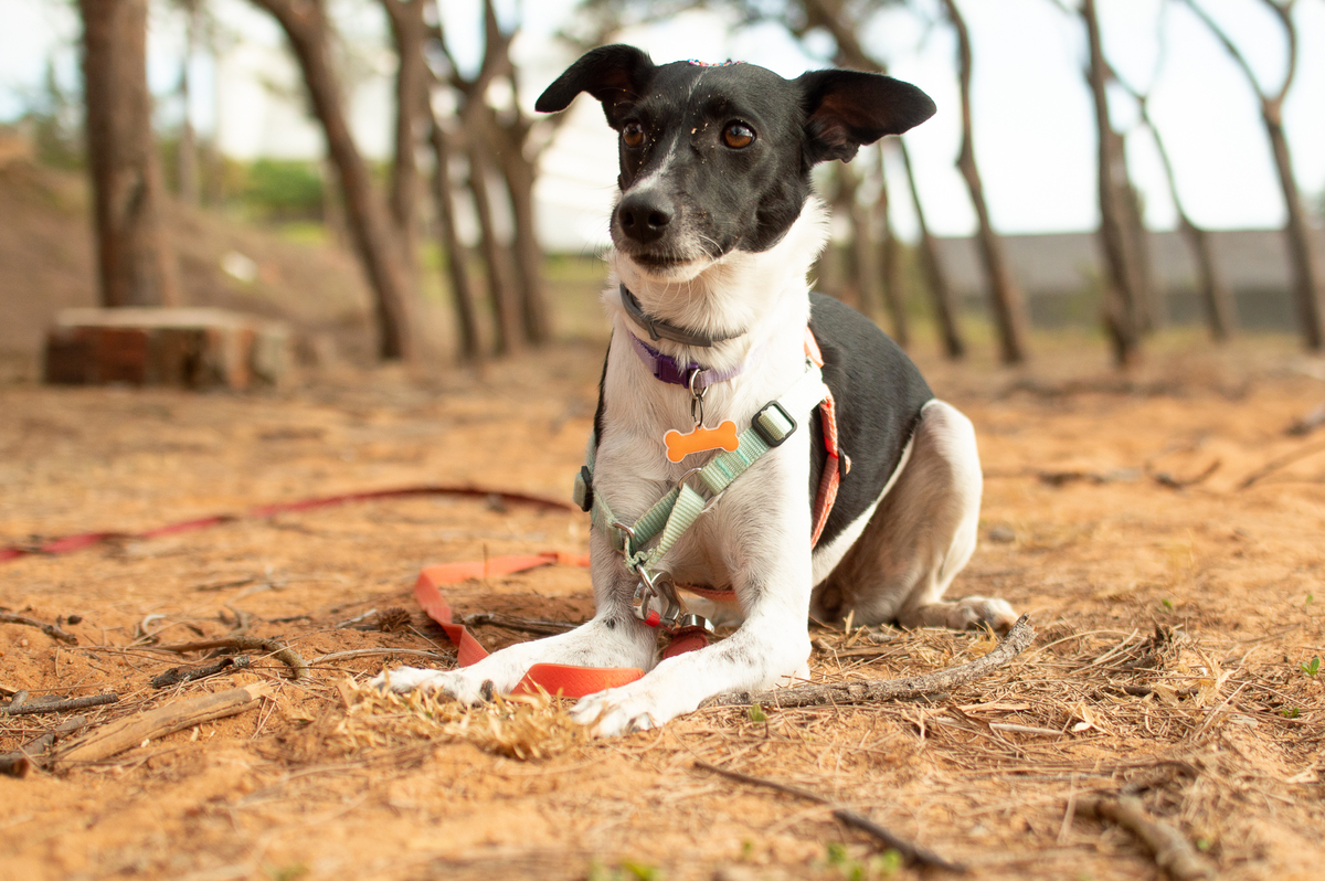 Ensaio Pet em Natal/RN