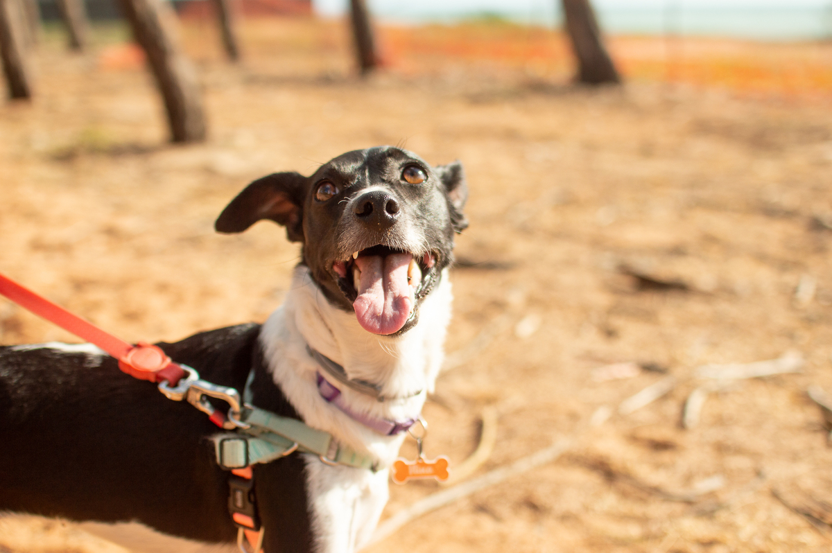 Ensaio Pet em Natal/RN