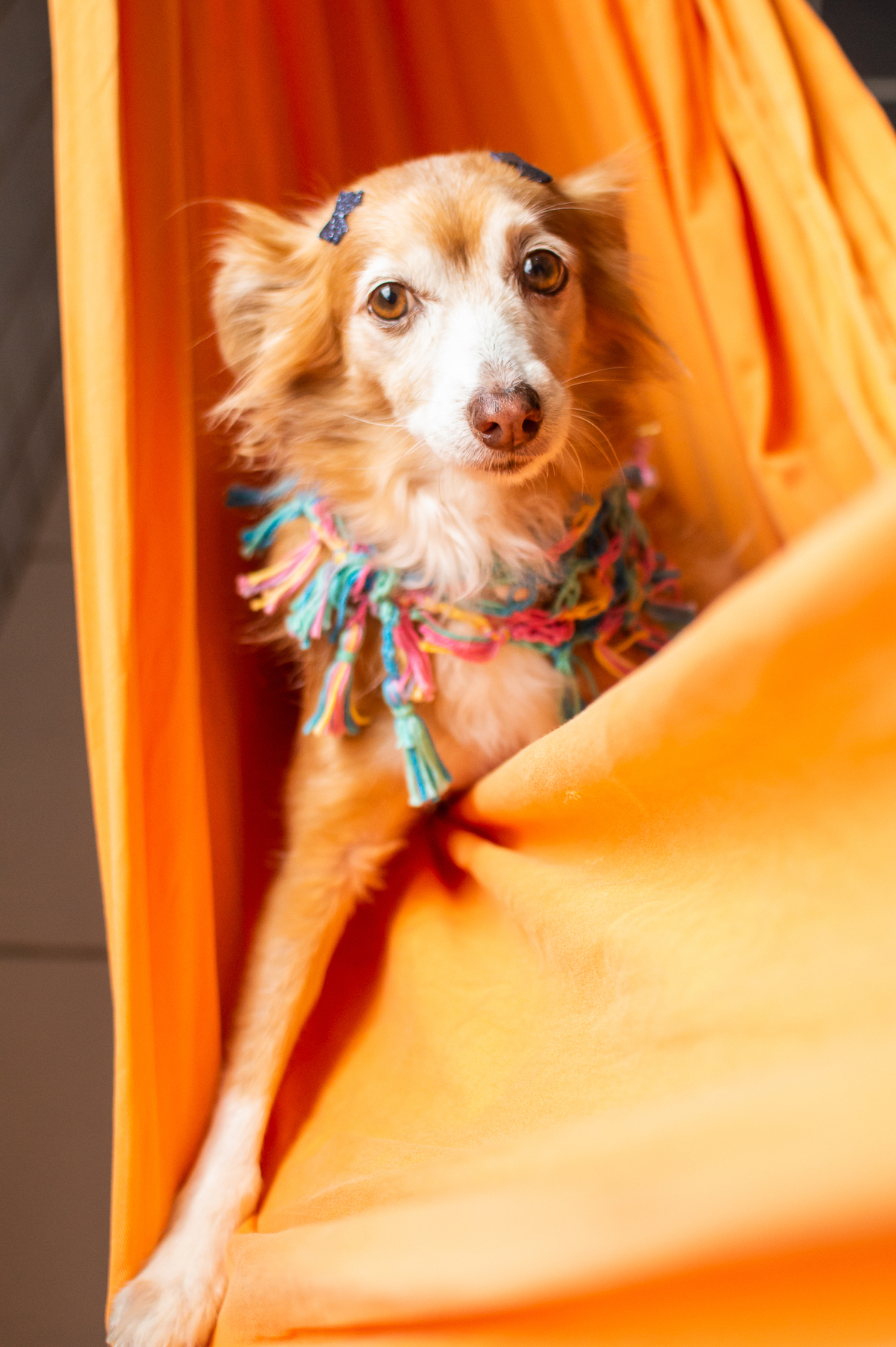 Ensaio pet em casa na rede