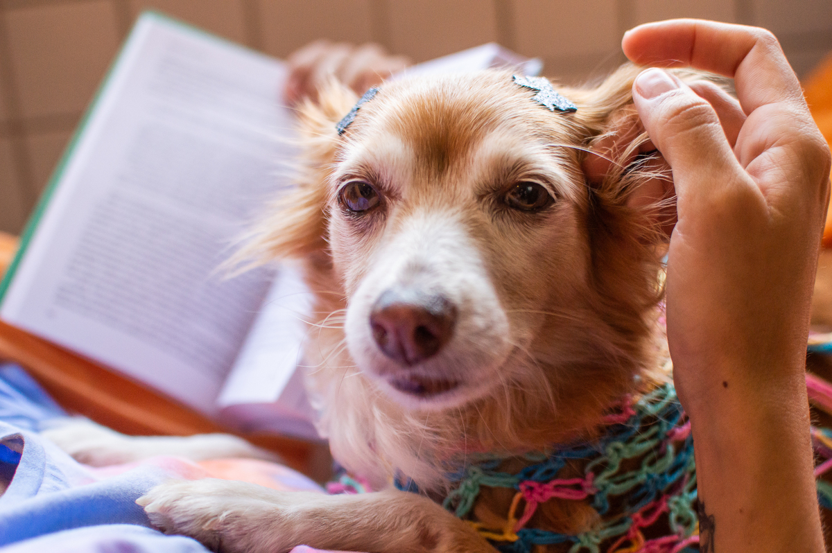 Ensaio pet em casa na rede