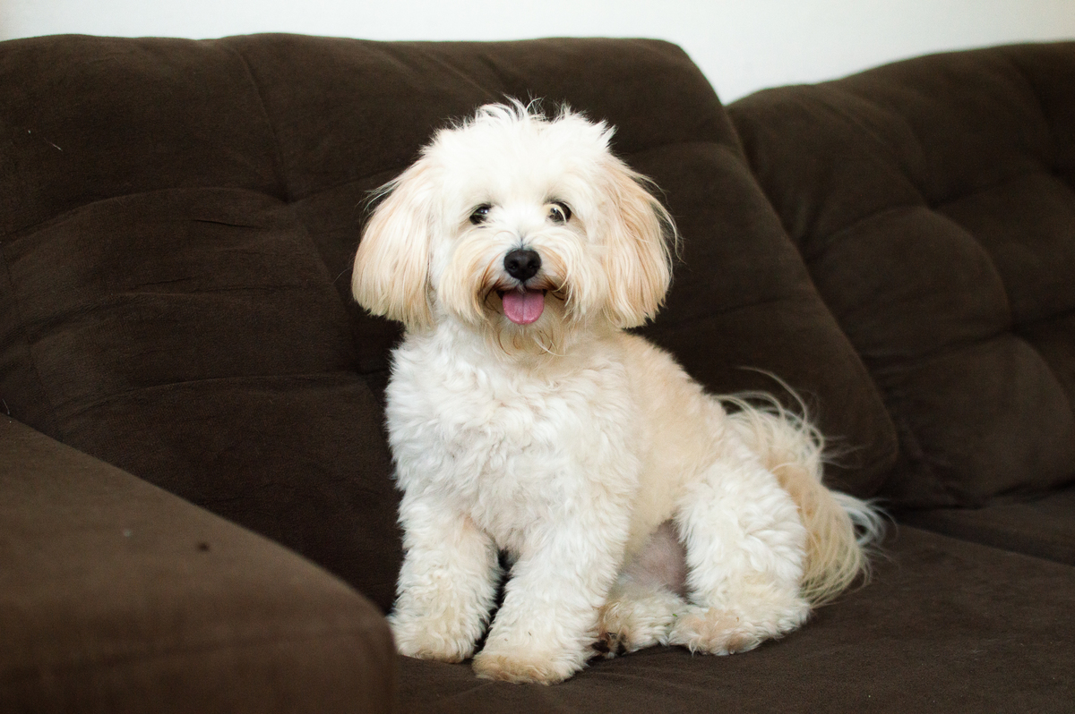 Ensaio Pet em Natal/RN 