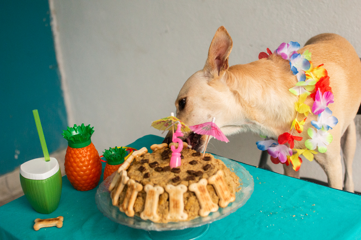 Ensaio - Festa - Pet Natal/RN, Fotografia Pet em Natal/RN, Bolo pet, festa havaiana