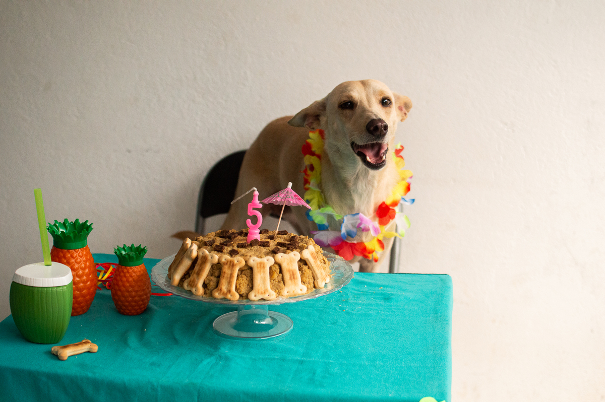 Ensaio - Festa - Pet Natal/RN, Fotografia Pet em Natal/RN, Bolo pet, festa havaiana