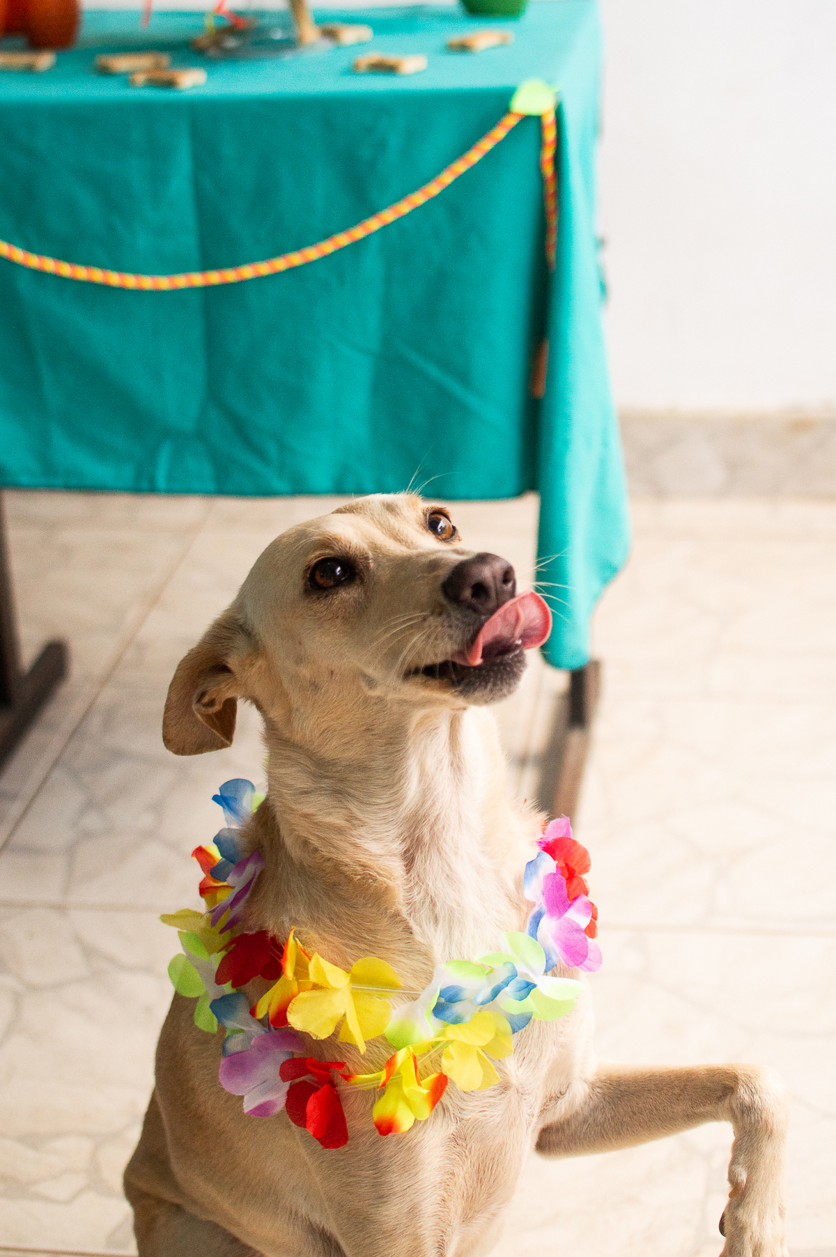 Ensaio - Festa - Pet Natal/RN, Fotografia Pet em Natal/RN, Bolo pet, festa havaiana