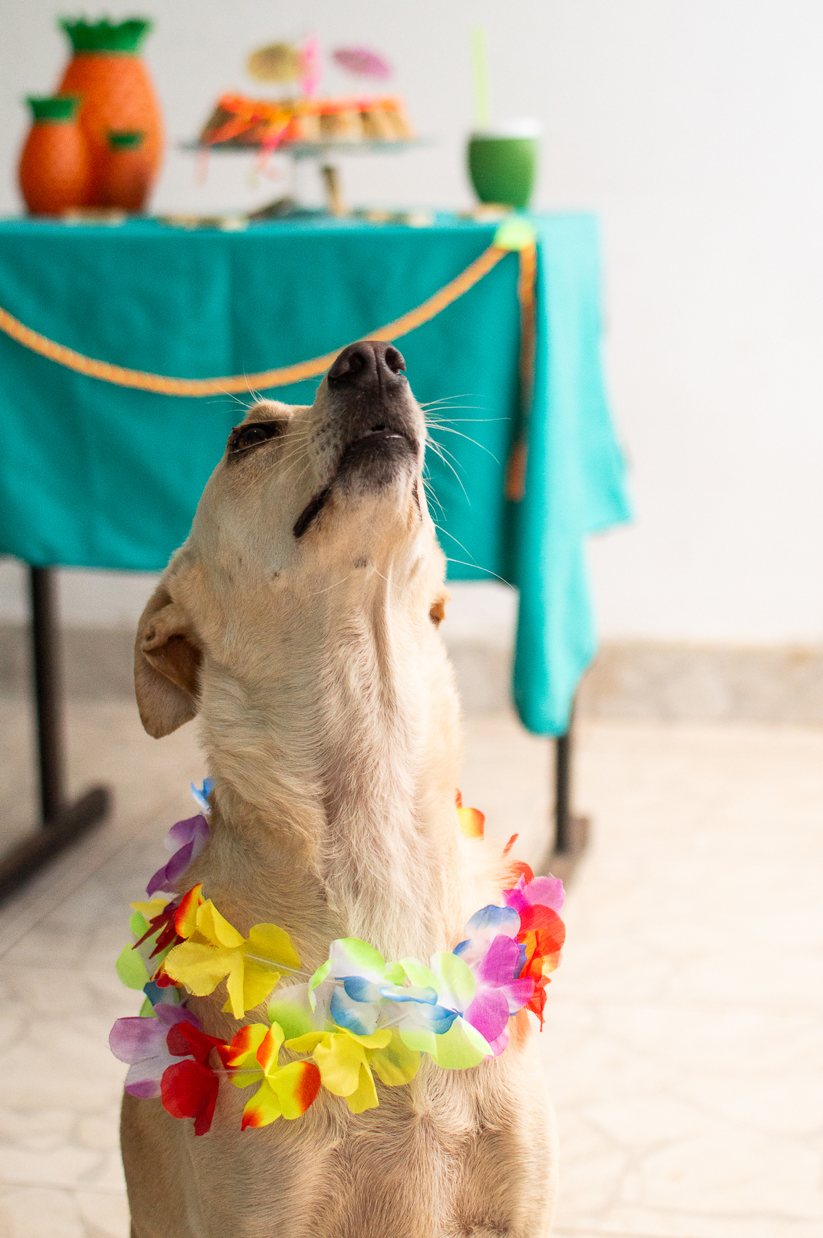 Ensaio - Festa - Pet Natal/RN, Fotografia Pet em Natal/RN, Bolo pet, festa havaiana