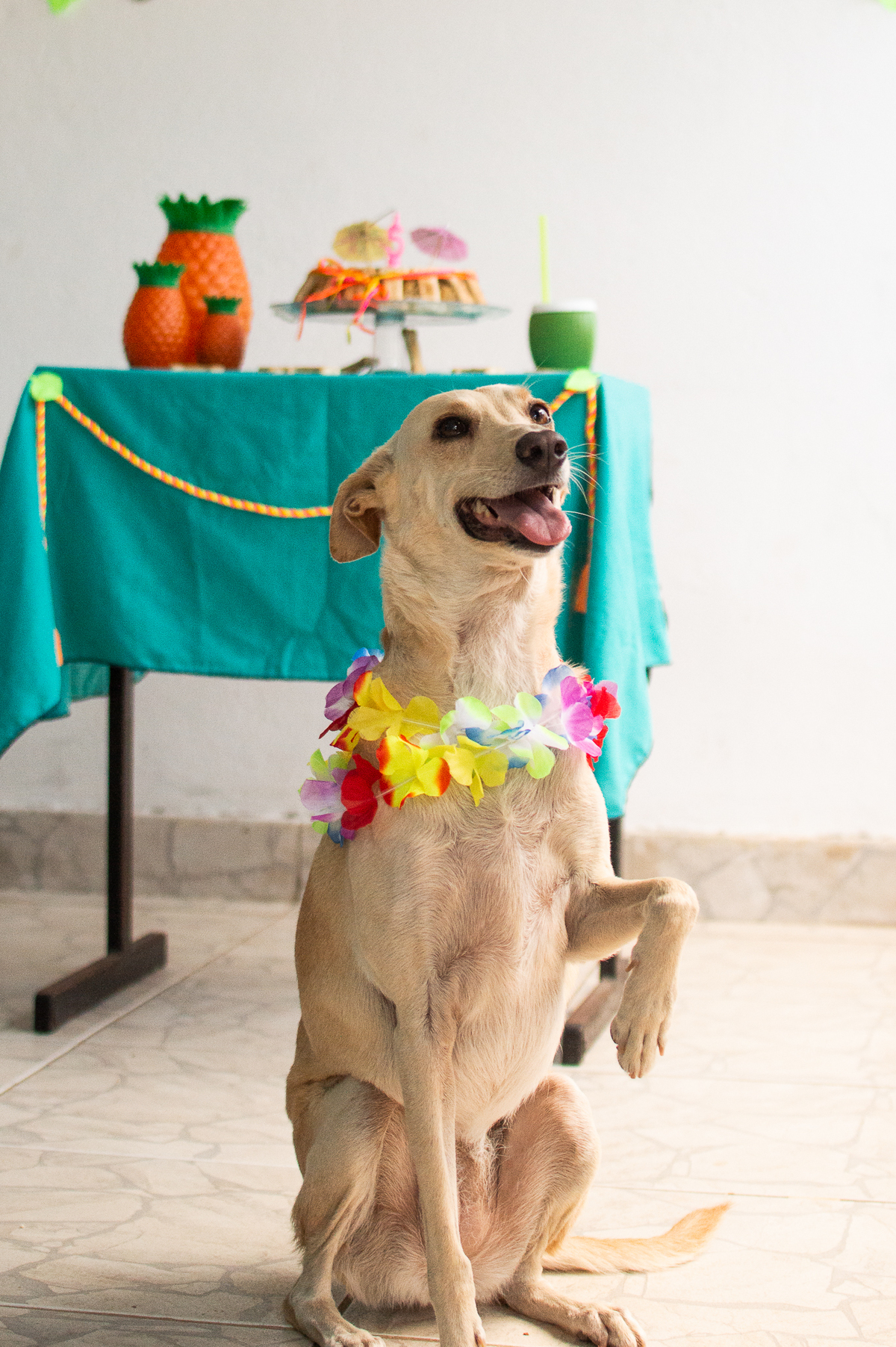 Ensaio - Festa - Pet Natal/RN, Fotografia Pet em Natal/RN, Bolo pet, festa havaiana
