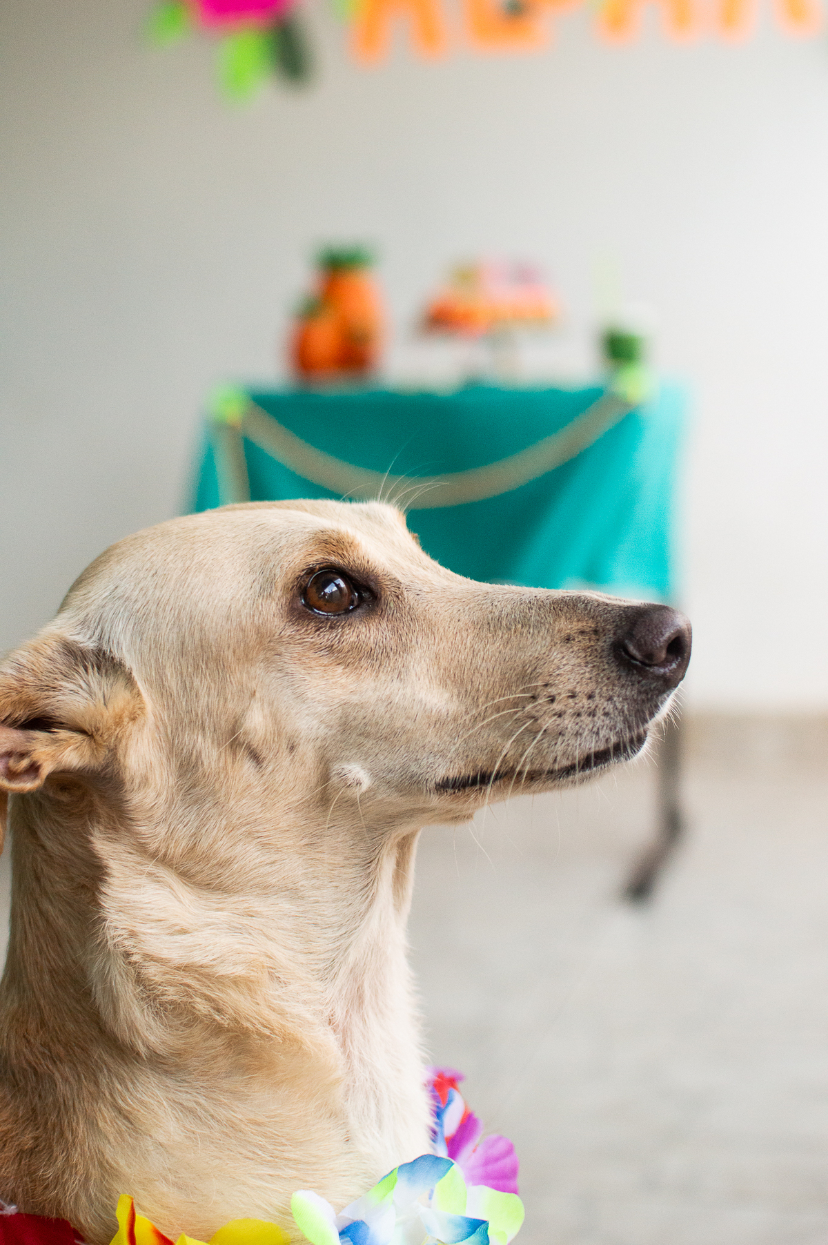 Ensaio - Festa - Pet Natal/RN, Fotografia Pet em Natal/RN, Bolo pet, festa havaiana