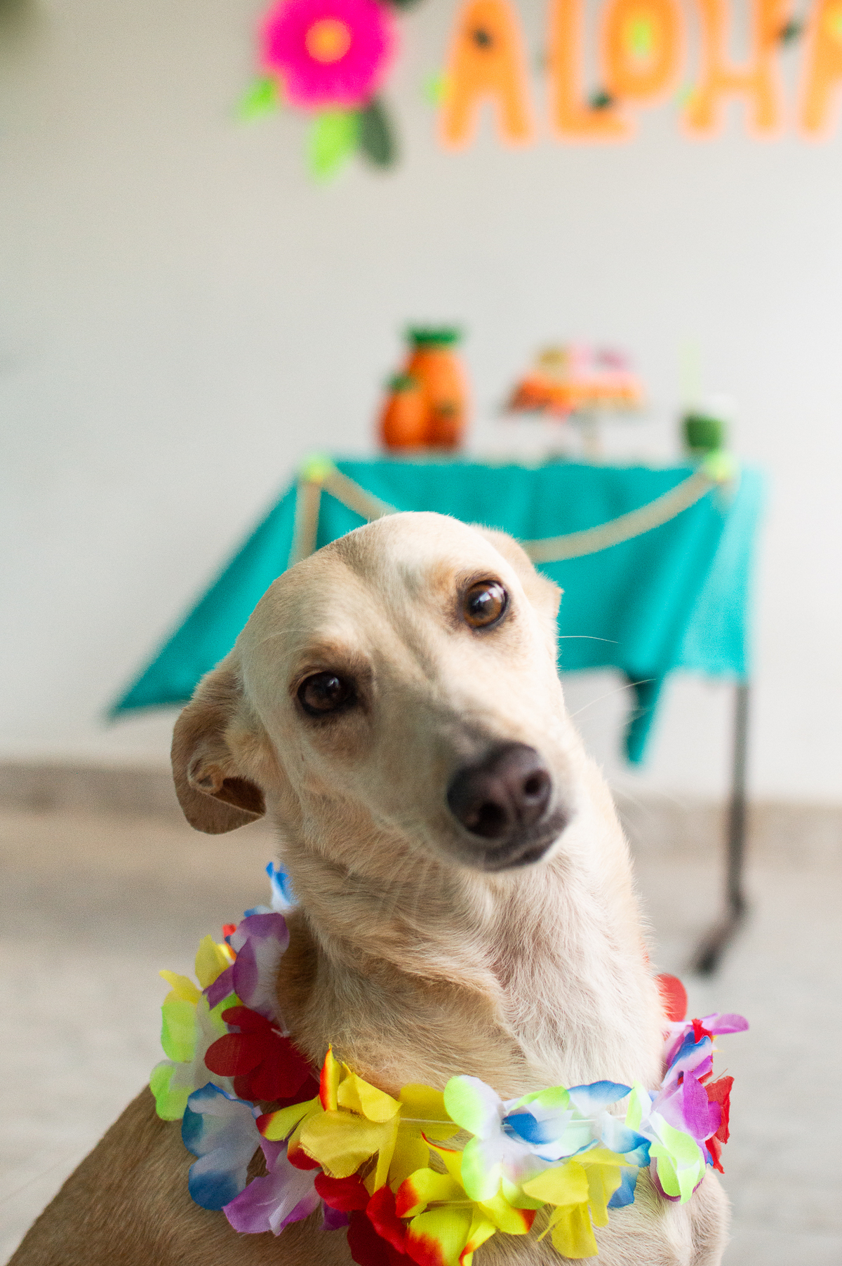 Ensaio - Festa - Pet Natal/RN, Fotografia Pet em Natal/RN, Bolo pet, festa havaiana