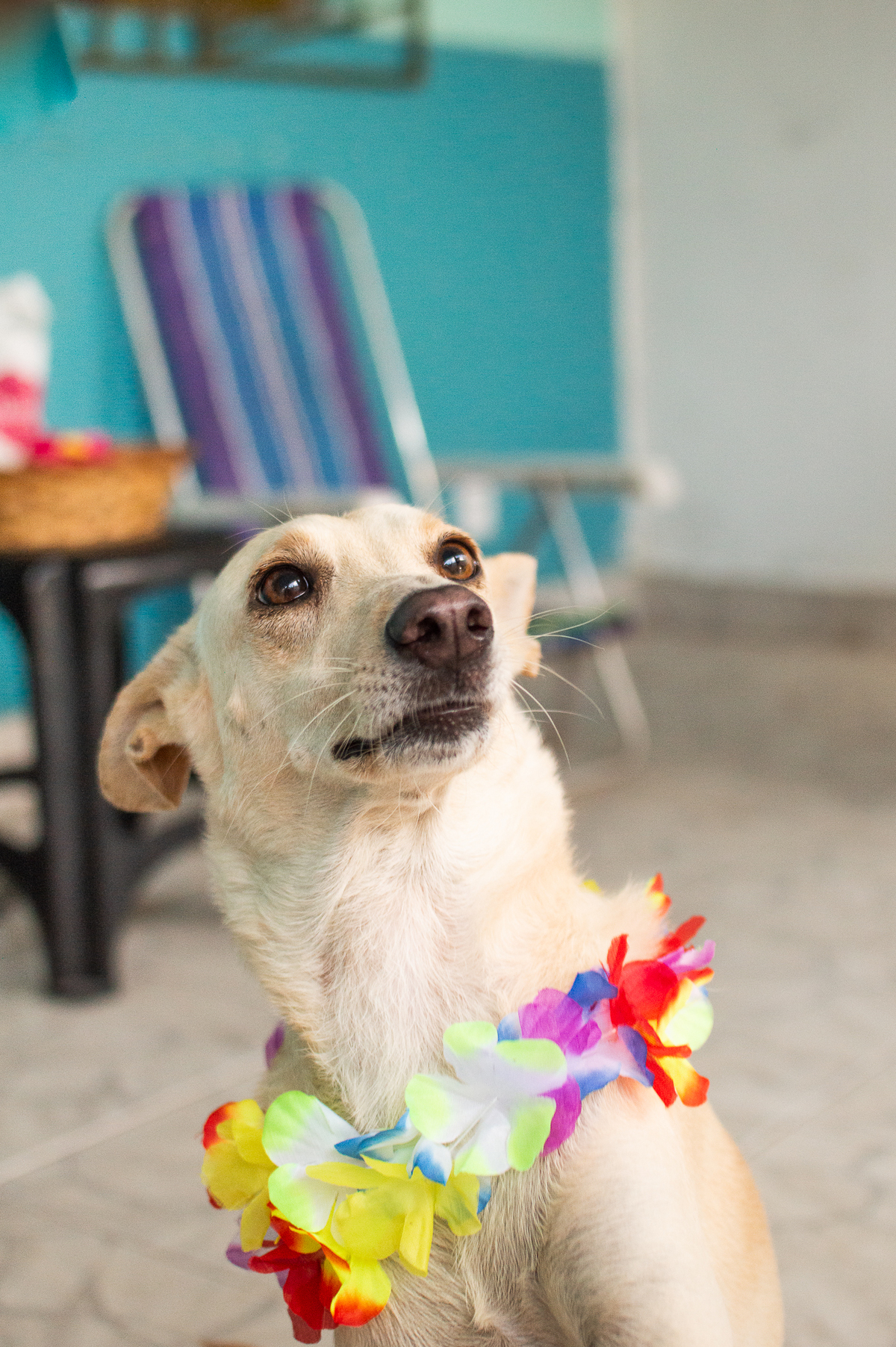 Ensaio - Festa - Pet Natal/RN, Fotografia Pet em Natal/RN, Bolo pet, festa havaiana