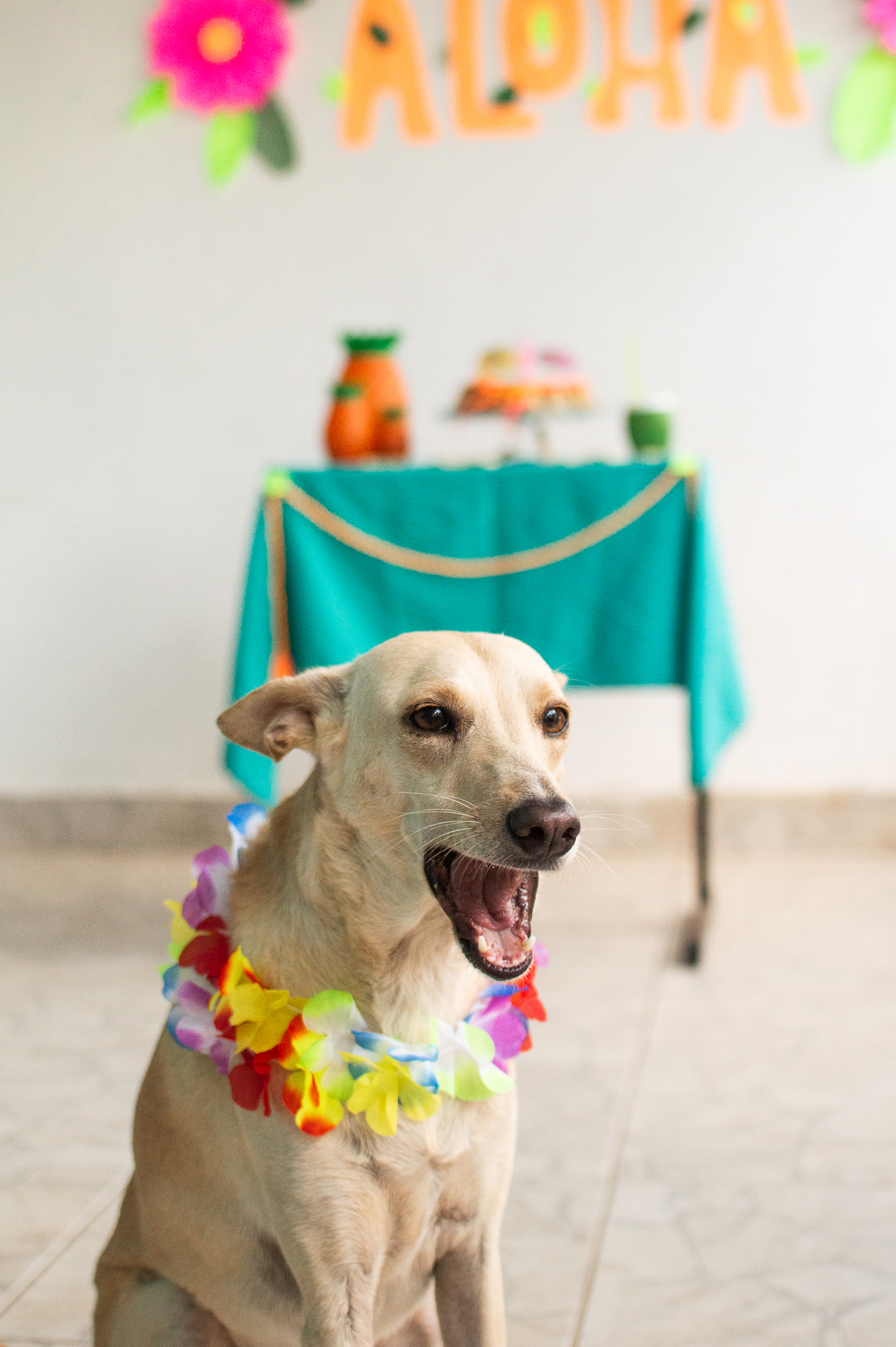 Ensaio - Festa - Pet Natal/RN, Fotografia Pet em Natal/RN, Bolo pet, festa havaiana