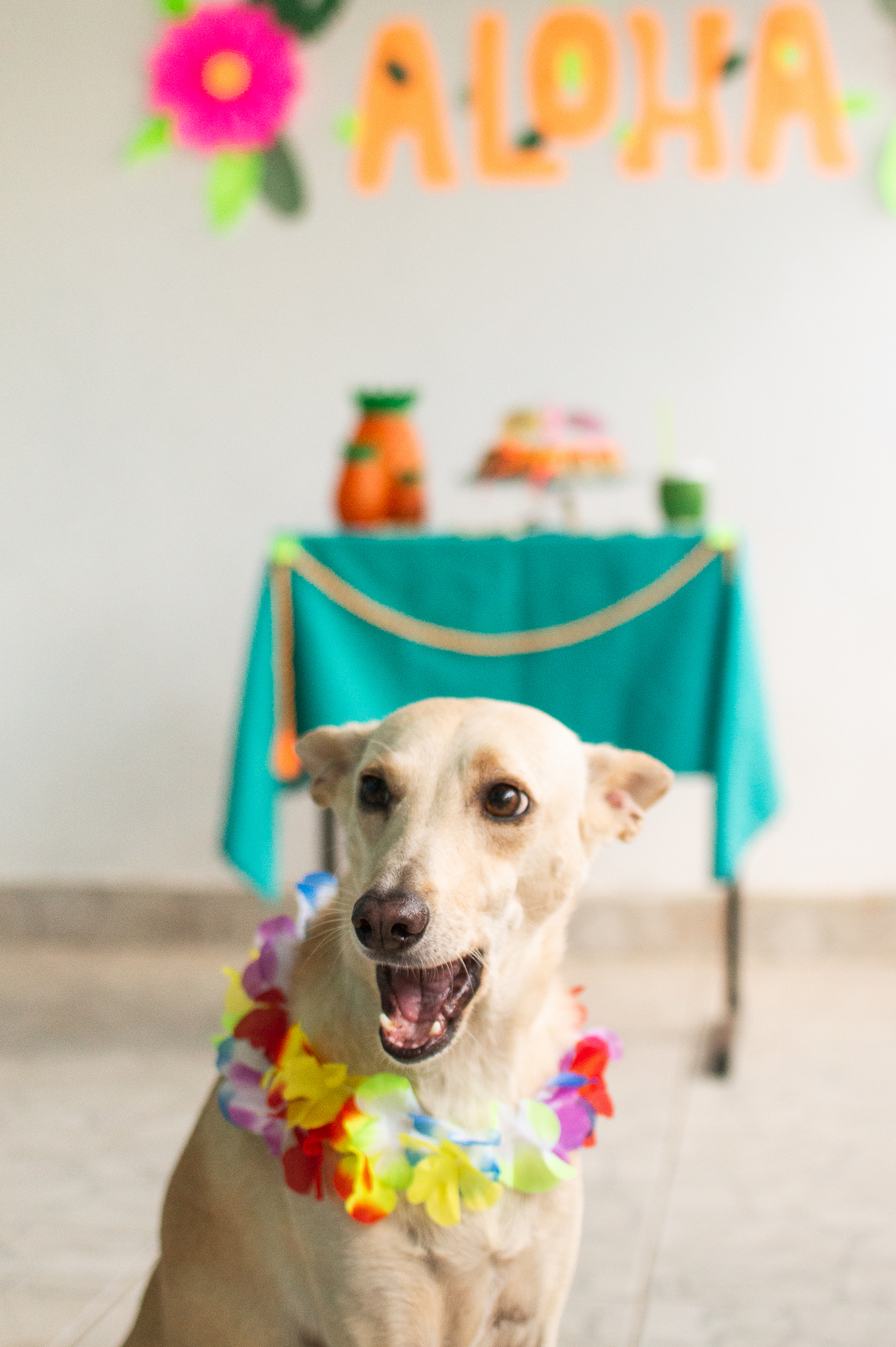 Ensaio - Festa - Pet Natal/RN, Fotografia Pet em Natal/RN, Bolo pet, festa havaiana