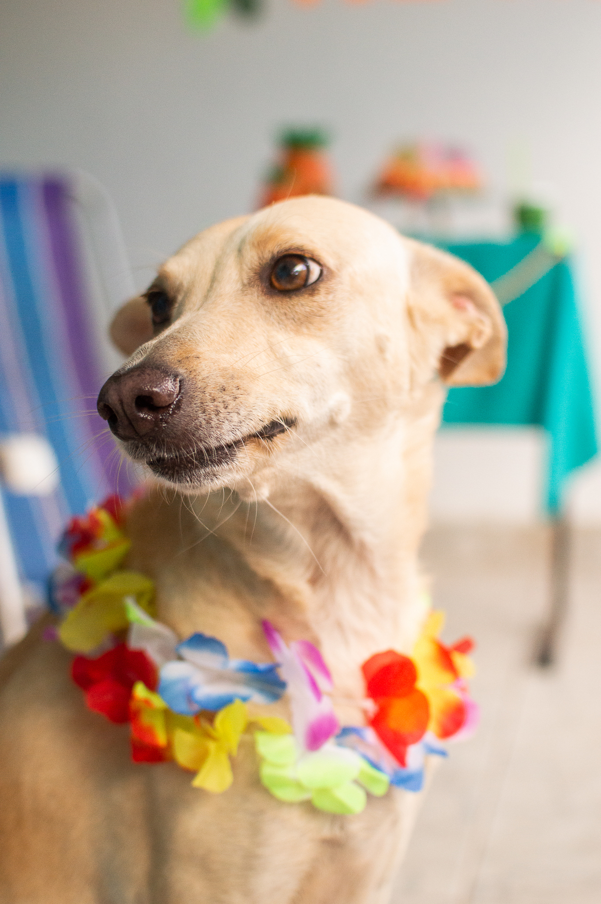 Ensaio - Festa - Pet Natal/RN, Fotografia Pet em Natal/RN, Bolo pet, festa havaiana