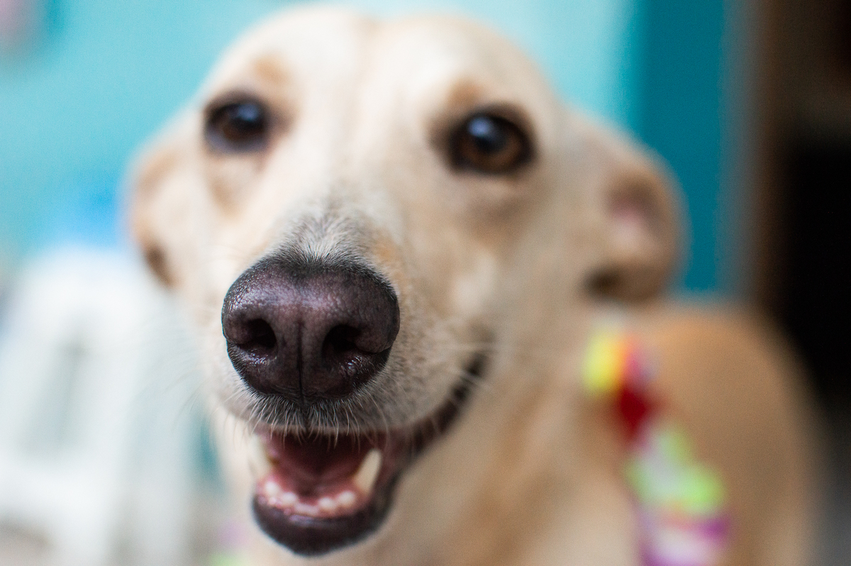 Ensaio - Festa - Pet Natal/RN, Fotografia Pet em Natal/RN, Bolo pet, festa havaiana