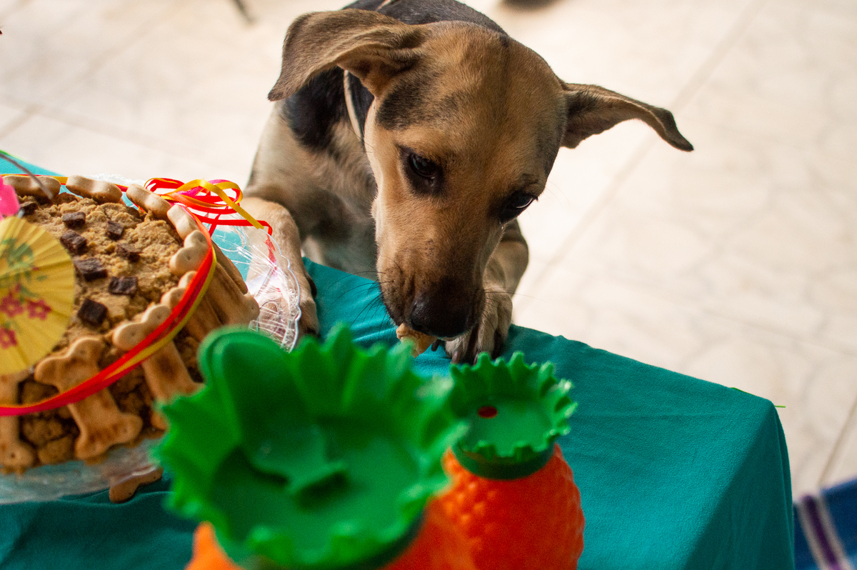 Ensaio - Festa - Pet Natal/RN, Fotografia Pet em Natal/RN, Bolo pet, festa havaiana