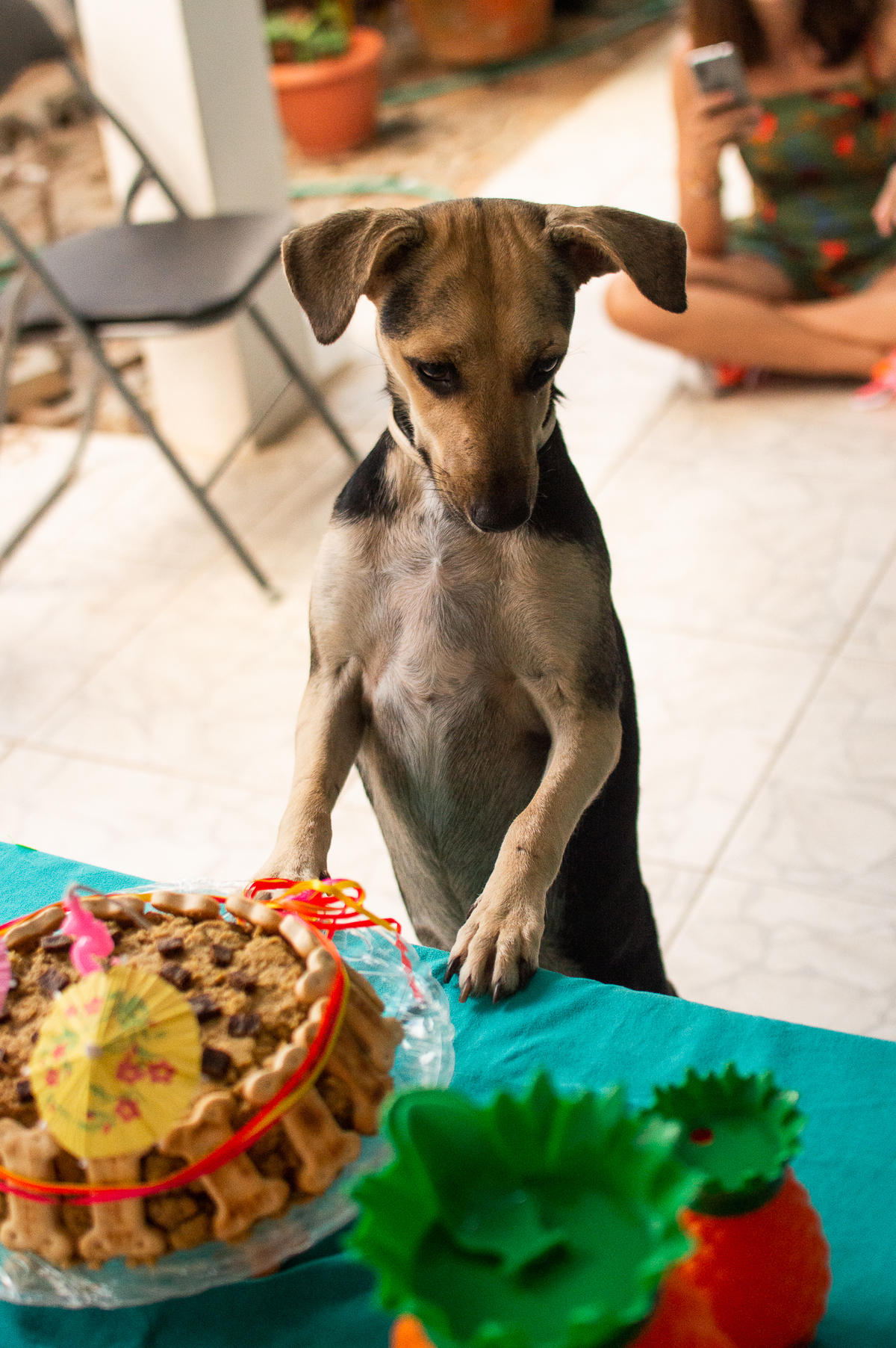 Ensaio - Festa - Pet Natal/RN, Fotografia Pet em Natal/RN, Bolo pet, festa havaiana