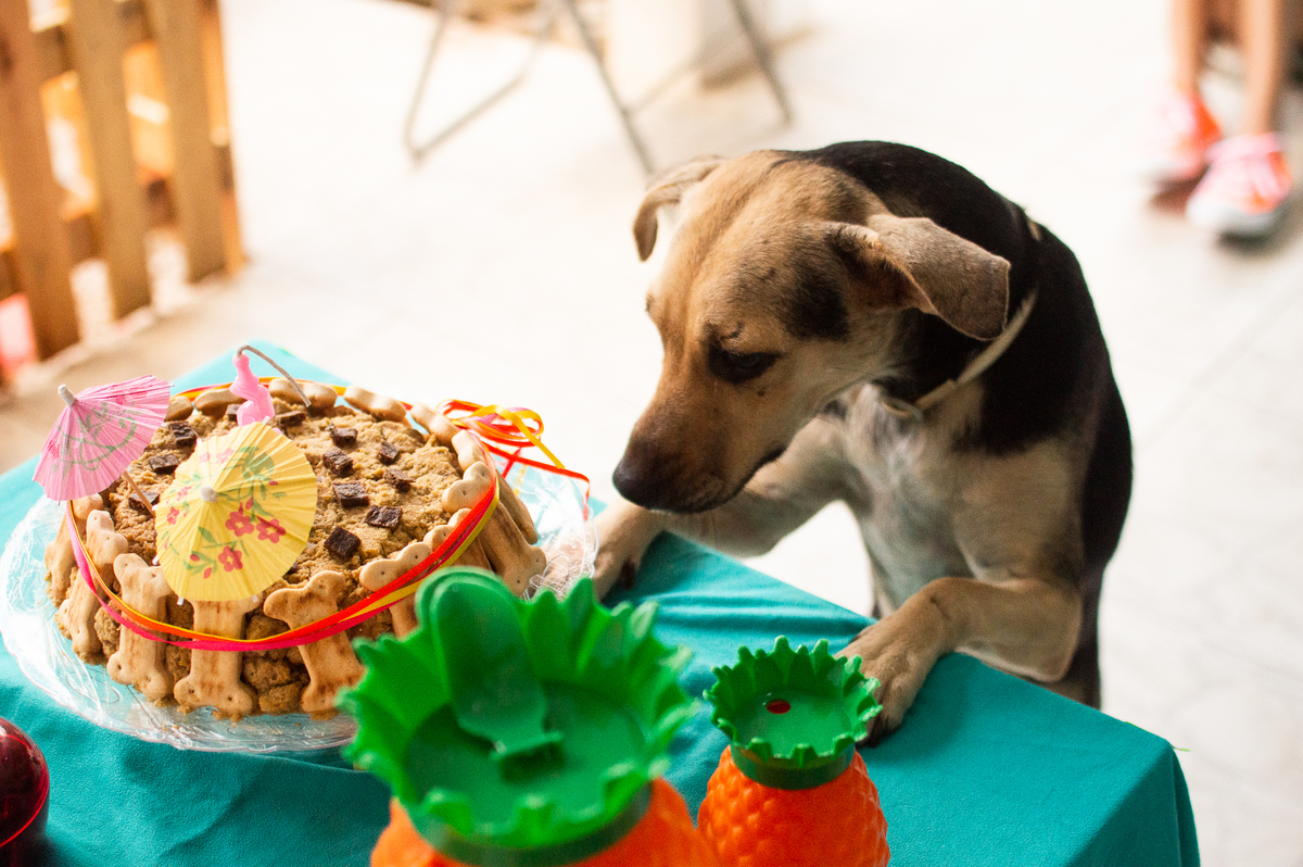 Ensaio - Festa - Pet Natal/RN, Fotografia Pet em Natal/RN, Bolo pet, festa havaiana