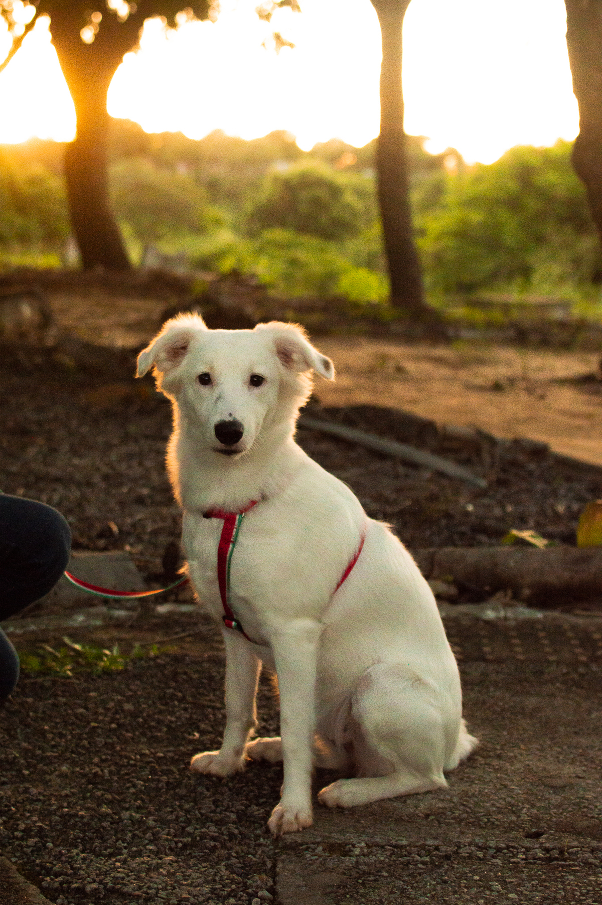 ensaio pet em natal, ensaio pet em natal/rn, fotografia pet, fotografia pet em natal, fotografia pet em natal/rn, fotografia de cães, natal/rn