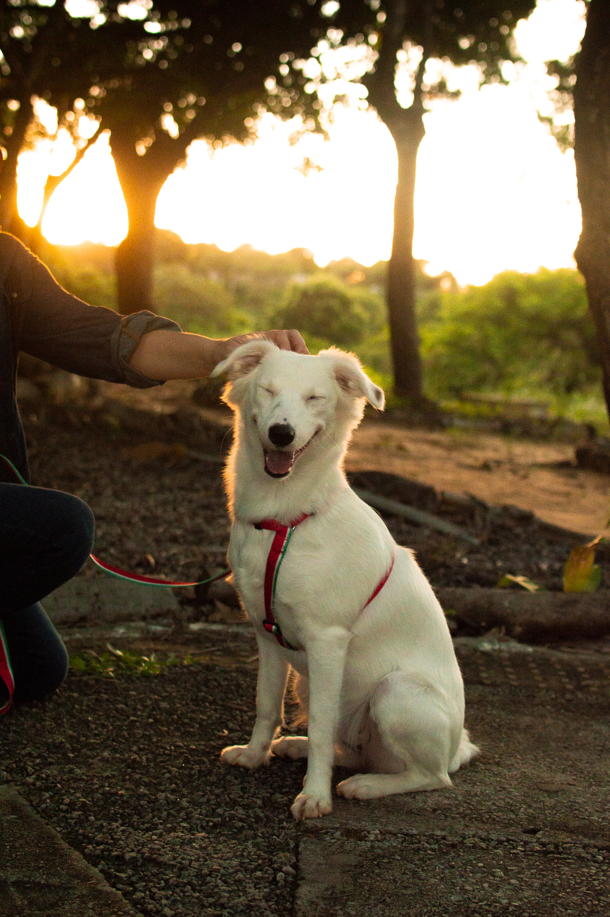 ensaio pet em natal, ensaio pet em natal/rn, fotografia pet, fotografia pet em natal, fotografia pet em natal/rn, fotografia de cães, natal/rn